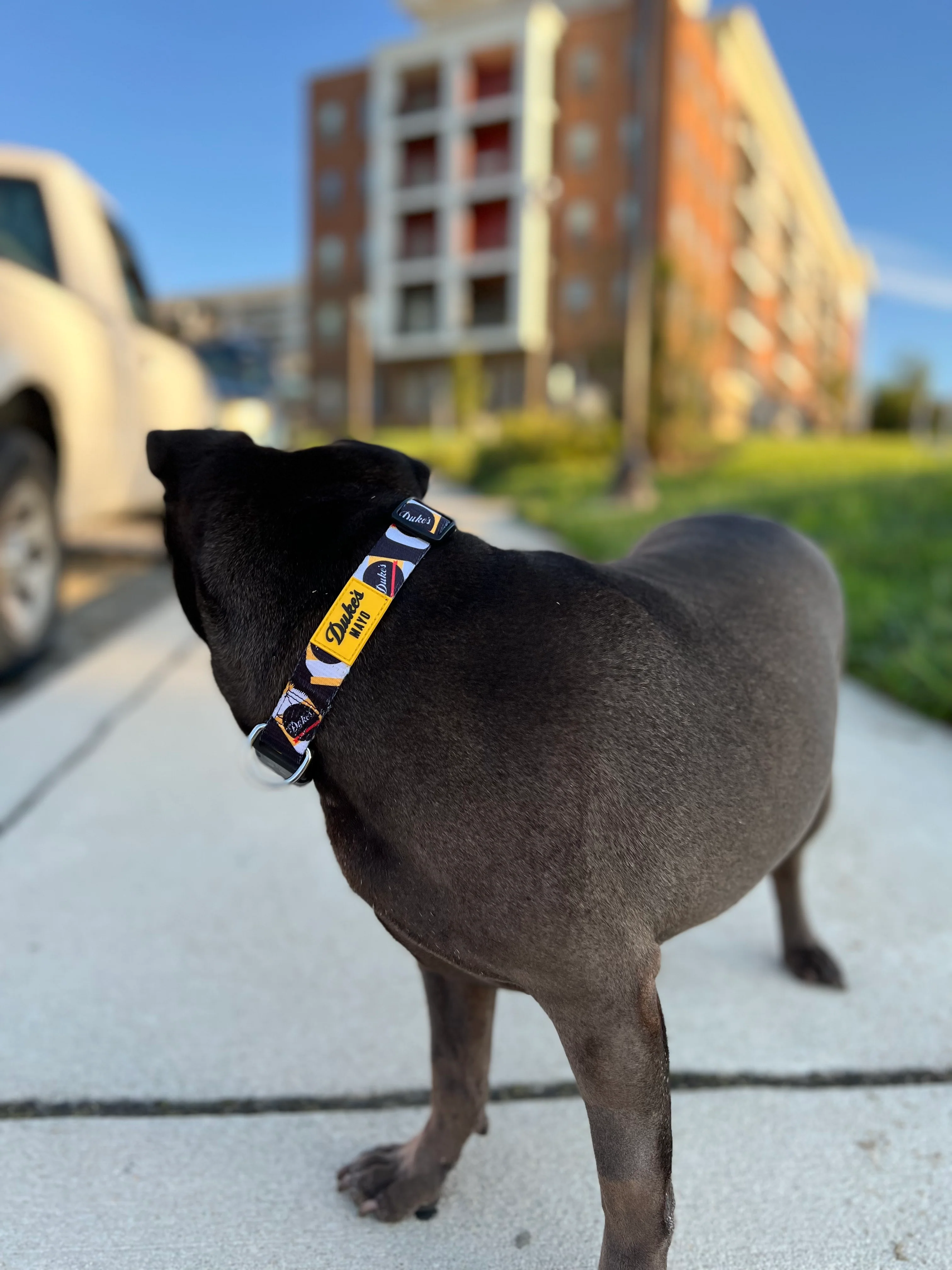 Duke's Dog Collar - Image 3